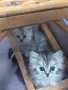 Персийски чинчили, снимка 4