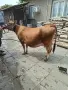 Юница "Джерсе". , снимка 12