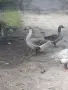 Гъски патици зайци , снимка 18