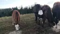 бозайници и отбити телета , снимка 5
