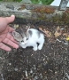 Котета търсят дом, снимка 11