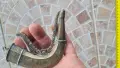 Барутница, пушка, пищов, пистолет, снимка 5