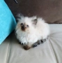 Коте Регдол, снимка 5