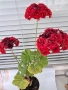 Мушкато(Red Sibil), снимка 3