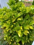 Аукуба Японика (Aucuba jap. Crotonifolia), снимка 5