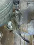 Подарявам котета , снимка 4