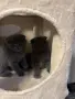 Шотландски клепоухи и британски остроухи котета, снимка 12