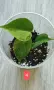Филодендрон- Philodendron Hederaceum Variegata, снимка 4
