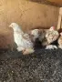Мини Кохин и джинки, снимка 3