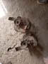 Старо обурудване за селскостопанска машина, снимка 3