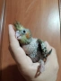 Бебе папагал корела корели, снимка 1