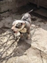 Були, снимка 4