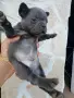 Продавам френски булдочета , снимка 6