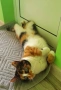 Трицветно коте, снимка 4