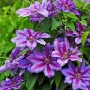 КЛЕМАТИСИ , снимка 2