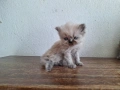 Персийски котенца, снимка 12