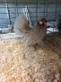 Продавам сплаш Розкомб. , снимка 12