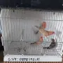 Мексикански чинки, снимка 2