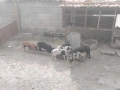 прасенца за продан, снимка 3
