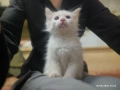 Сиамска дългокосместа котка, снимка 2