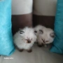 Коте Регдол, снимка 8