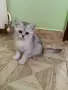 Британска чинчила, снимка 4