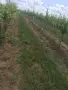 Продавам ново лозе , сорт " Мускат" 22 декара, снимка 2