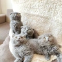 Британски и шотлански котена, снимка 1