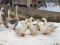 Продавам гъски патици токачки, снимка 3