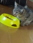 Подарявам котета , снимка 1