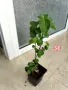 Асистация китайска екзотична виолетка, снимка 3