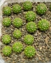 Кактуси вид Lobivia Hybrid , снимка 2