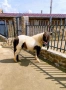 Шотландско пони, снимка 4