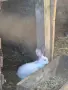 продавам калифорнийски зайци, снимка 17