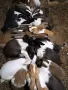 Продавам млади Холандски зайци по 20 евро, снимка 8