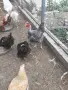Красиви млади петлета, снимка 2