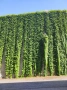 Дива лоза (Parthenocissus quinquefolia), снимка 4