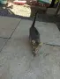 Подарявам котета , снимка 3