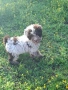 Бебета Лагото Романьоло / Lagotto Romagnolo, снимка 3