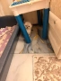 Британски и шотлански котенца, снимка 5