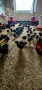 Започваме да продаваме изгодно едномесечни мъжки пиленца Супер Харко , снимка 1