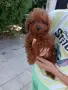 Пудел той/poodle toy, снимка 5