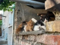 Подарявам малки котенца, снимка 1