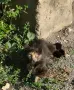 Търсим дом на това слънчице, снимка 2