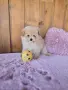 Помапу момче Помапу , снимка 3