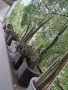 цветя,кактуси,дърво на живота,малки палмички фурми, снимка 16