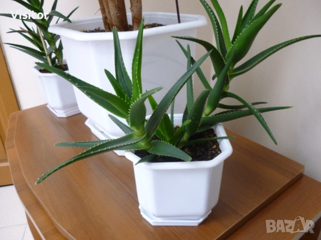 Panasonic Lumix DMC-FS18 16 MPx, снимка 14 - Фотоапарати - 54223188