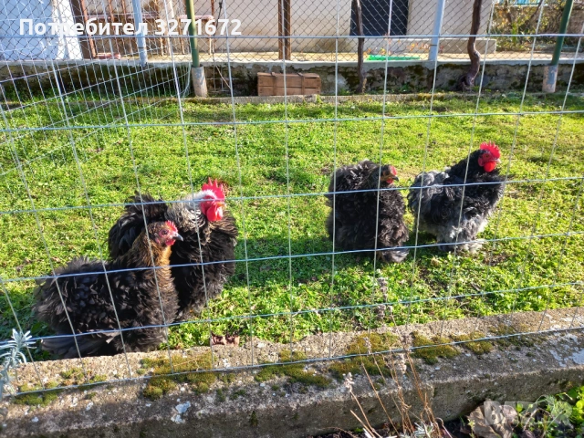 Къдрав мини кохин, снимка 2 - Кокошки и пуйки - 54225962