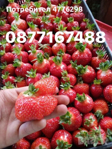 Разсад ягоди и малини, снимка 3 - Разсади - 54006443
