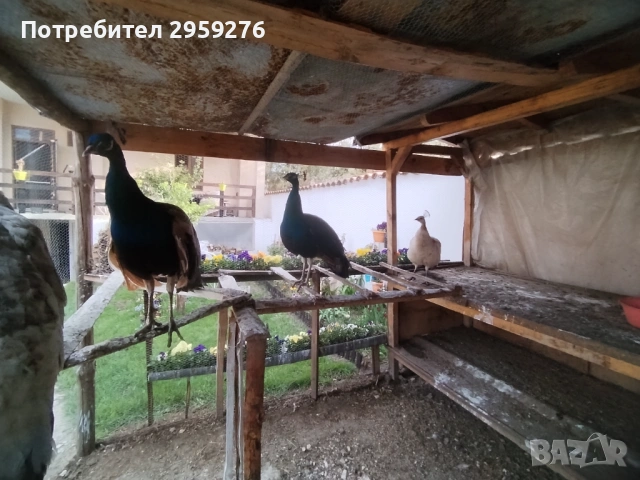 Продавам 5 броя пауни , снимка 2 - други­ - 54446519